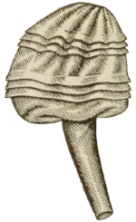 Puffärmel 1896 mit Biesen